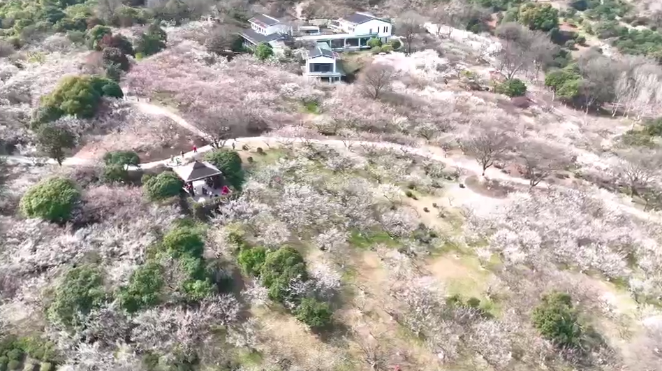 营业” 赏花游激活文旅“小阳春”开元ky棋牌浙江冬日花海“提前(图4)