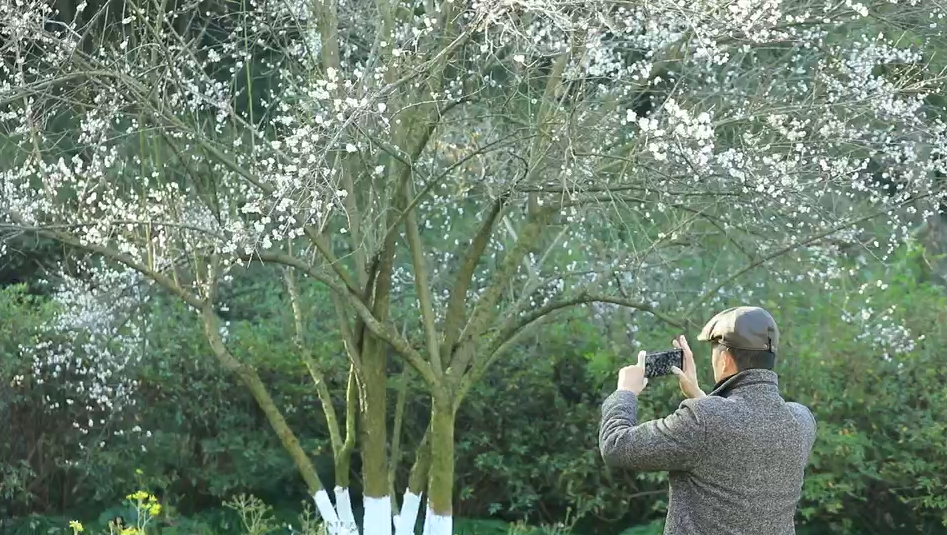 营业” 赏花游激活文旅“小阳春”开元ky棋牌浙江冬日花海“提前(图3)