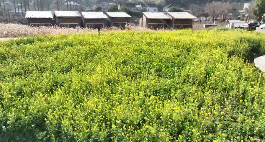 营业” 赏花游激活文旅“小阳春”开元ky棋牌浙江冬日花海“提前(图8)