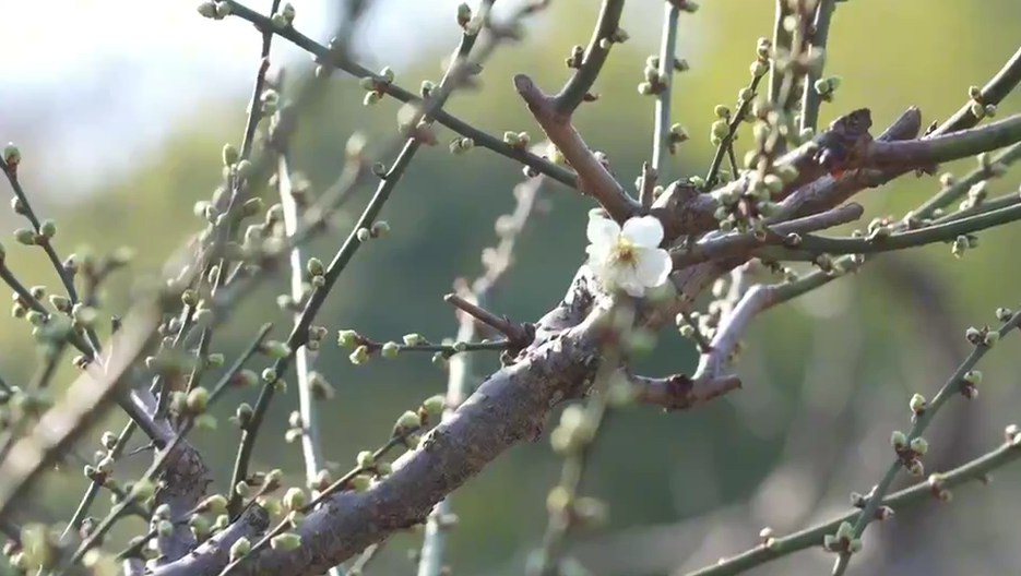 营业” 赏花游激活文旅“小阳春”开元ky棋牌浙江冬日花海“提前(图6)