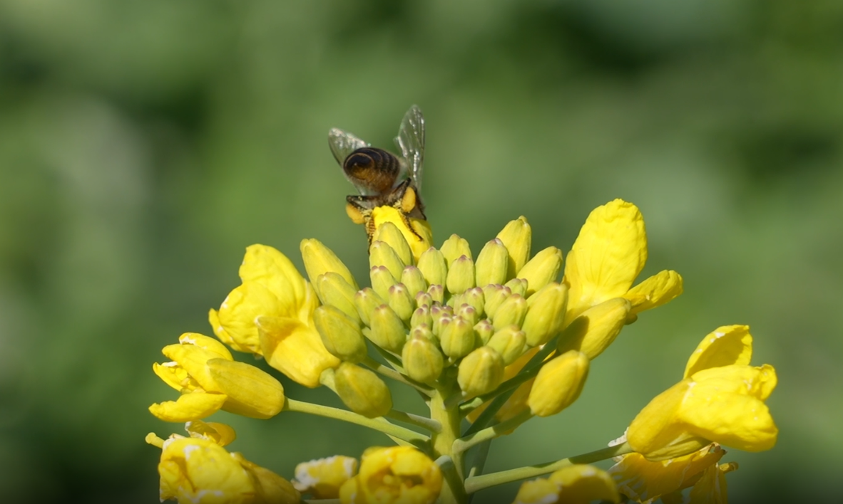 营业” 赏花游激活文旅“小阳春”开元ky棋牌浙江冬日花海“提前(图7)