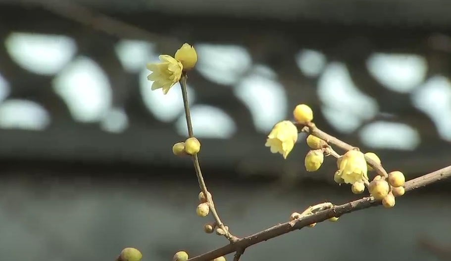 营业” 赏花游激活文旅“小阳春”开元ky棋牌浙江冬日花海“提前(图9)