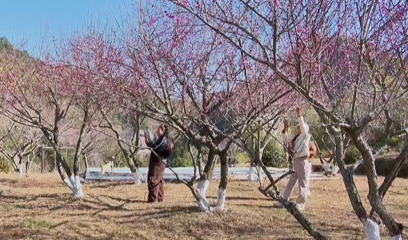 营业” 赏花游激活文旅“小阳春”开元ky棋牌浙江冬日花海“提前(图18)