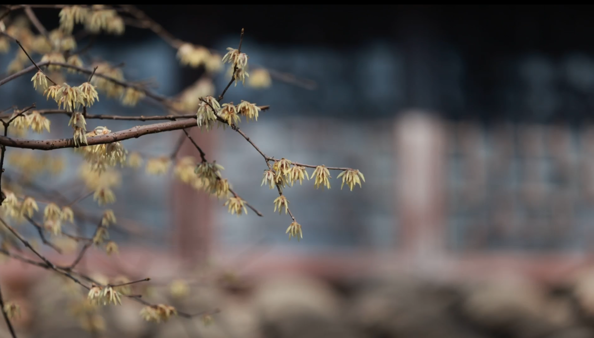 营业” 赏花游激活文旅“小阳春”开元ky棋牌浙江冬日花海“提前(图17)