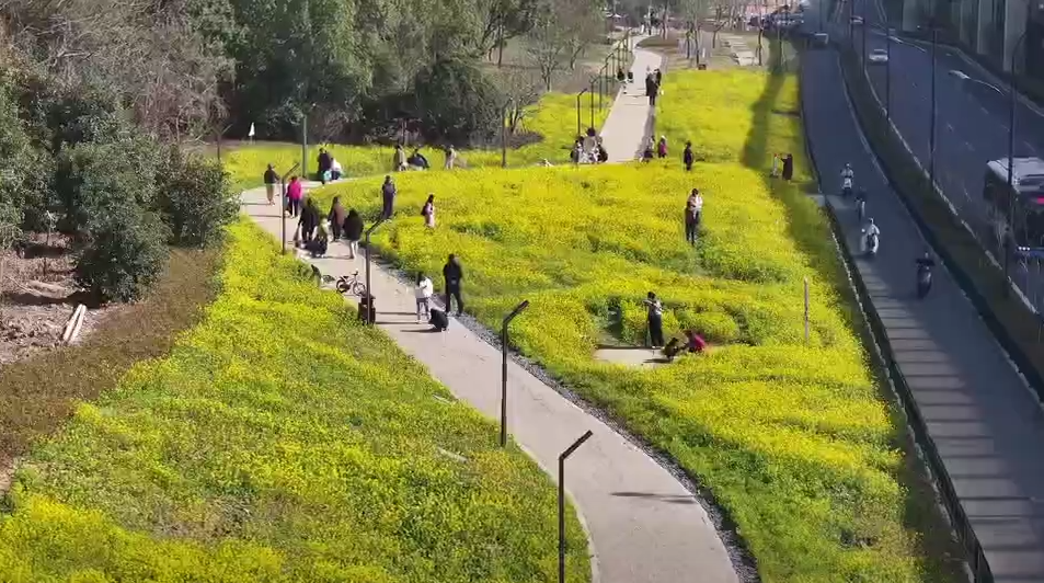 营业” 赏花游激活文旅“小阳春”开元ky棋牌浙江冬日花海“提前(图11)