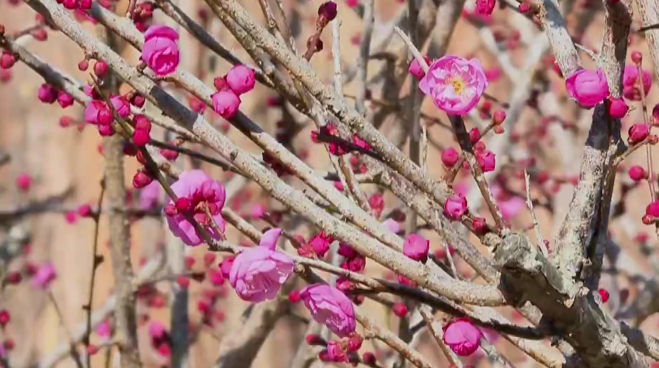 营业” 赏花游激活文旅“小阳春”开元ky棋牌浙江冬日花海“提前(图14)