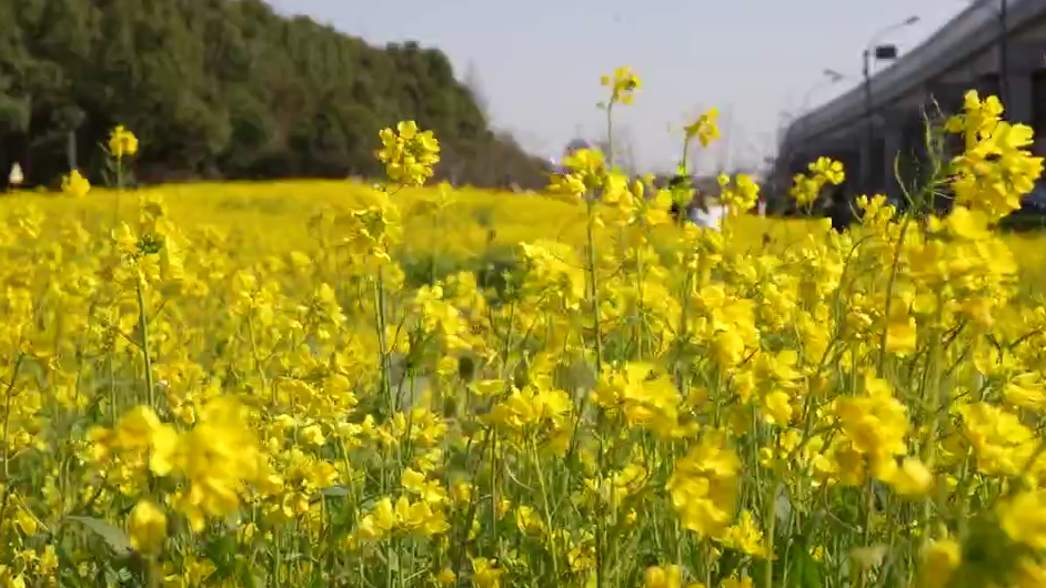 营业” 赏花游激活文旅“小阳春”开元ky棋牌浙江冬日花海“提前(图13)