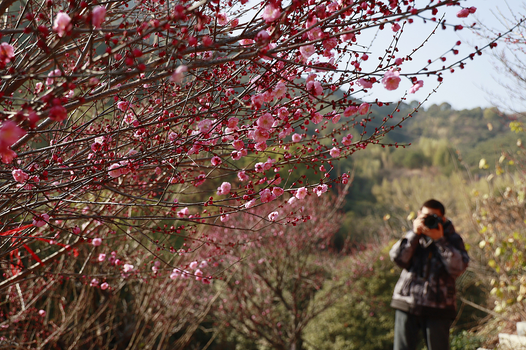 营业” 赏花游激活文旅“小阳春”开元ky棋牌浙江冬日花海“提前(图16)