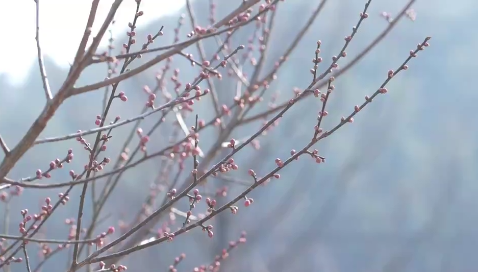 营业” 赏花游激活文旅“小阳春”开元ky棋牌浙江冬日花海“提前(图19)