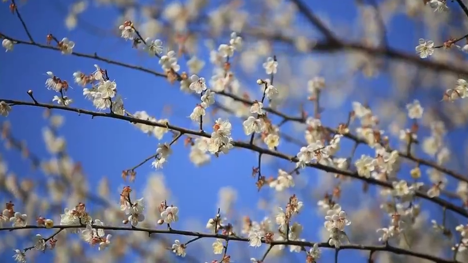 营业” 赏花游激活文旅“小阳春”开元ky棋牌浙江冬日花海“提前(图21)