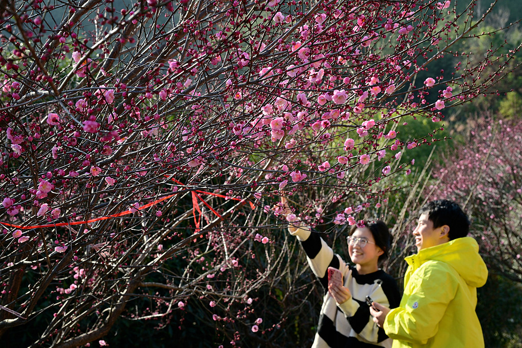 营业” 赏花游激活文旅“小阳春”开元ky棋牌浙江冬日花海“提前(图20)